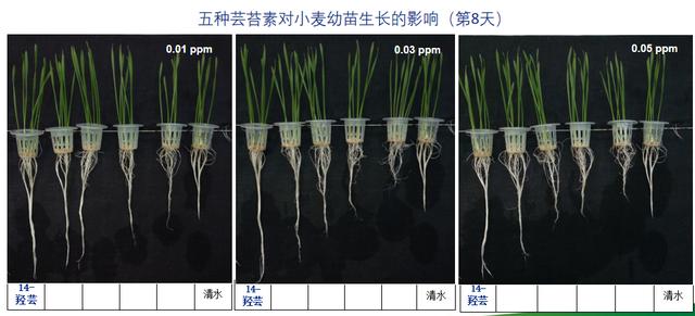 别再问芸苔素了，告诉你它的最全作用！记得收藏3