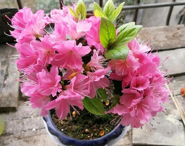 虎皮兰的根系很短,如果用的盆太高太大,浇的水和营养都沉淀到花盆底部