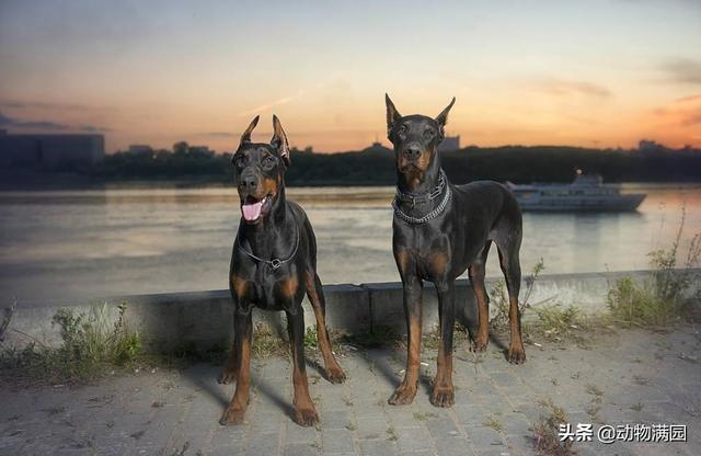 杜兵犬 杜兵犬（杜宾犬咬人） 动物