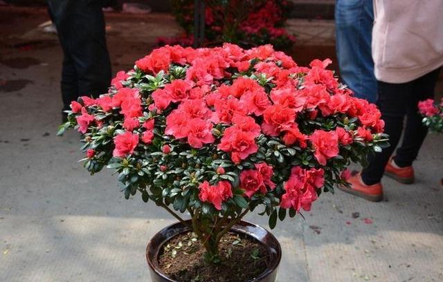 杜鹃花养殖