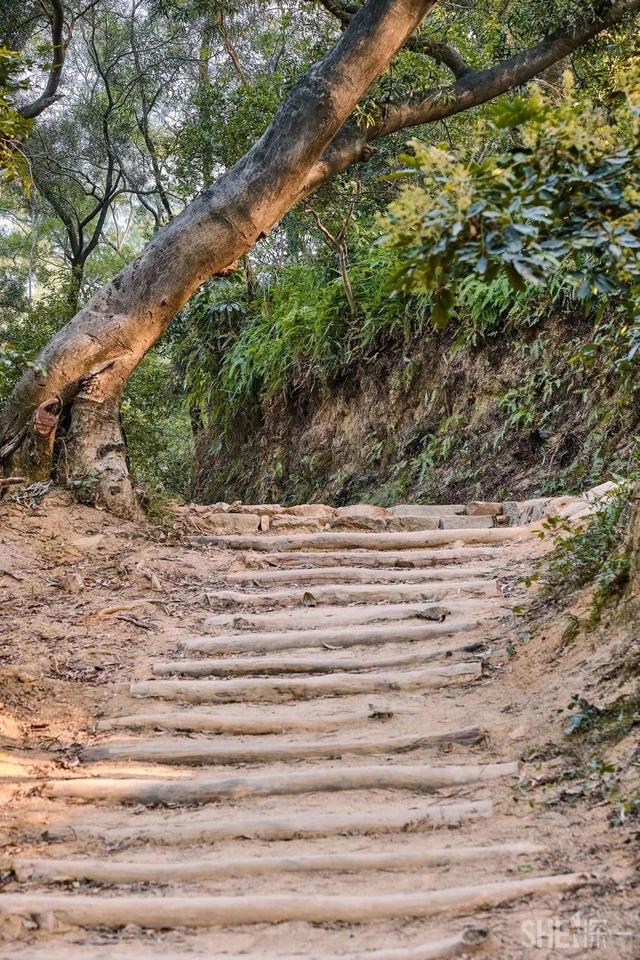 深圳居然私藏了这么多绿道，一个比一个美