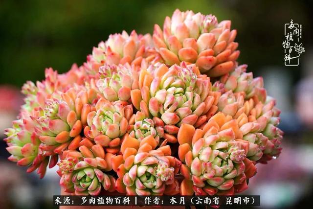 安康石英砂洗砂机厂家电话
