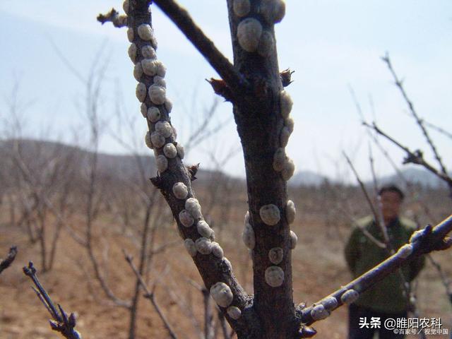 防治介壳虫掌握这个技巧，一遍就能杀灭干净3