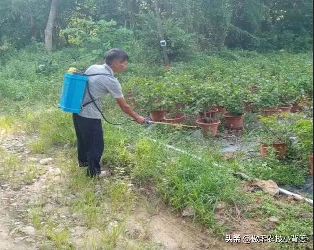 打除草剂后田间杂草杀不死、作物出现药害？这样打药除草效果最好17