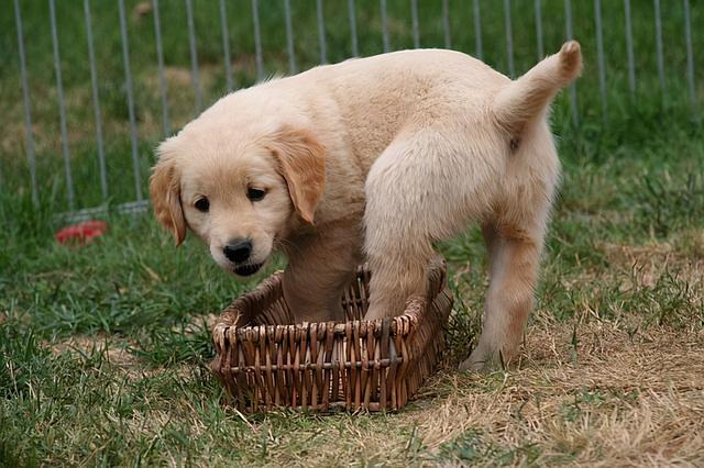 金毛犬的饲养