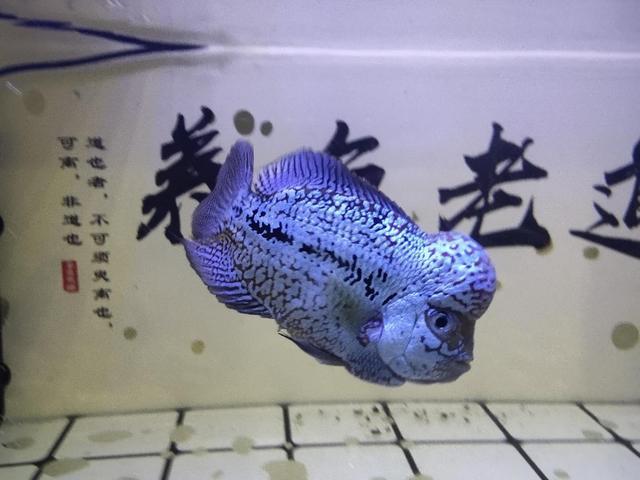 鱼肉过滤机