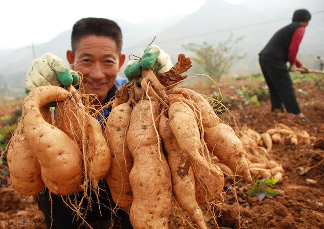 红薯种植，施好“四种肥”，单株结薯多、大小均匀，怎样做到的？1