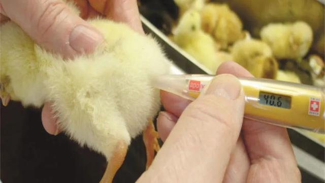 鸡皮肤在高温下会少