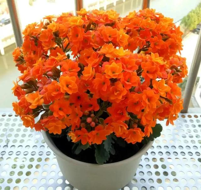 家里最旺财的十种花 家里最旺财的十种花（兰花） 生活