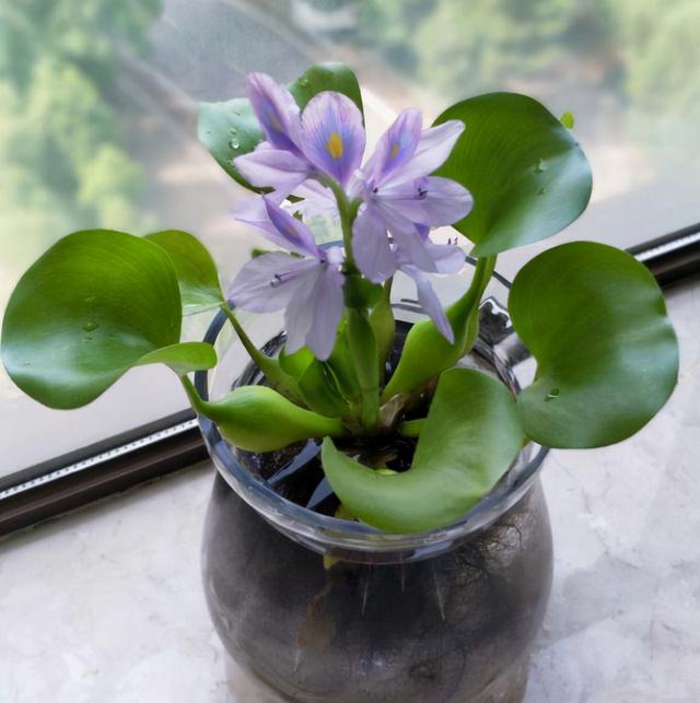 水养植物