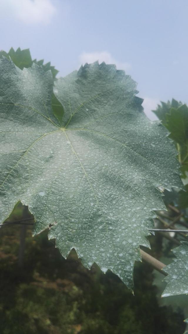 波尔多液的配置，可防治葡萄苹果梨蔬菜等作物的病害，建议收藏16