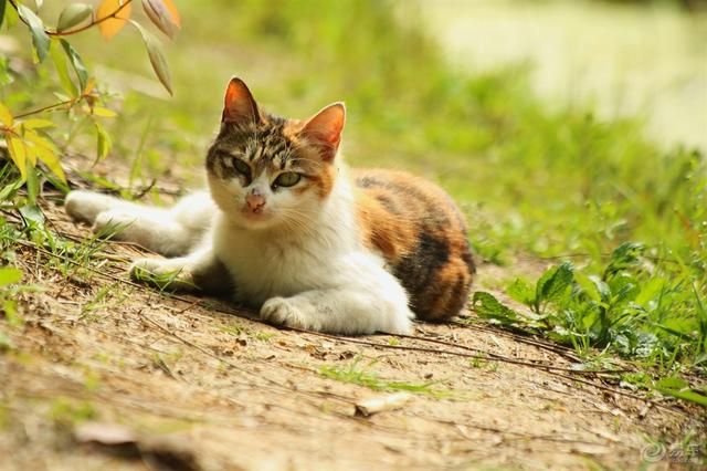 猫咪多长时间驱虫一次，不出门的猫多久驱虫一次好