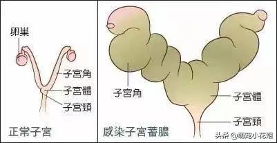 虐待母猫事件的真相（辟谣用棉签捅）(8)
