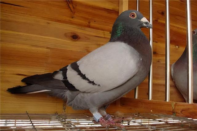 糖尿病不能吃肉？这四种肉类，糖友们可放心的大快朵颐