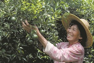 生态种植，小青柑来了1