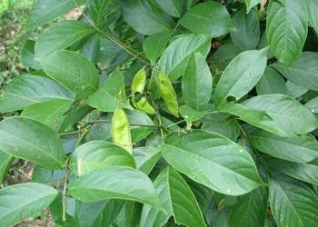 菜青虫啃食白菜和萝卜，不用农药也能防治，4种植物浸出液可试试7