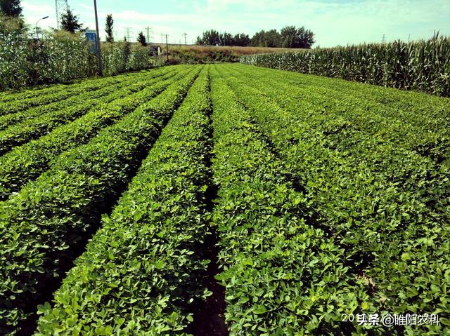 这个超高效除草剂，能将花生、大豆田所有杂草杀灭2