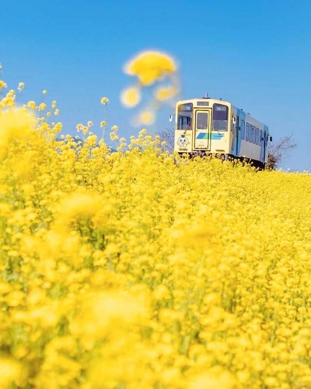 春天的文艺短句,有关春天的语录(2022春天干净唯美文艺句子文案)