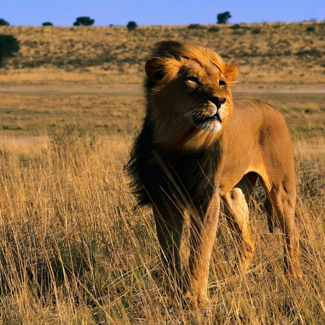 雄狮狗 雄狮狗(雄狮狗图片) 大数据