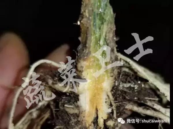 难缠的甜瓜蔓枯病，教你如何有效防治5