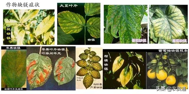 膨果快、着色好、甜度高，推荐这种增产提质的万能肥——钙镁硼锌4