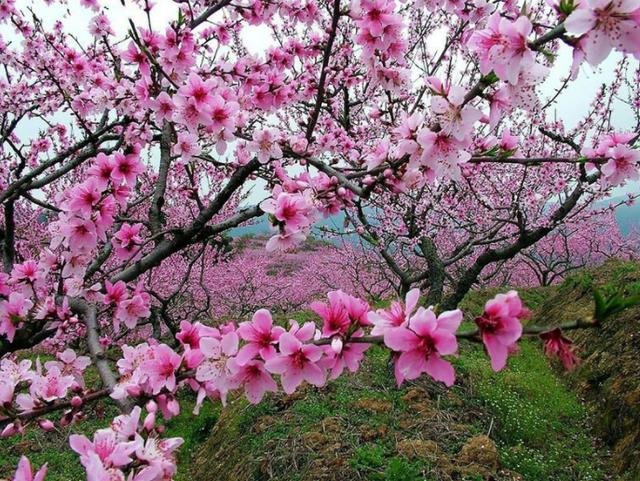 桃花源记描绘桃花林绝美的景色,人间四月芳菲尽