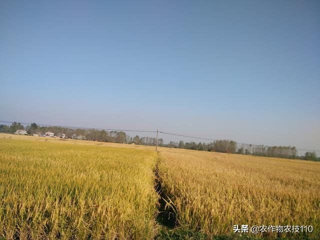 抽穗期雨多，好药放在水稻破口之前用