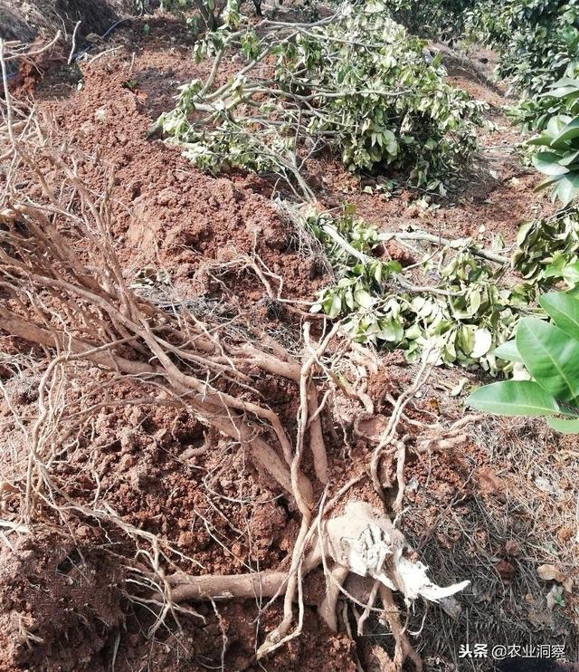 植保：柑橘黄龙病产地快速蔓延，暂无药可治！但防范刻不容缓！2