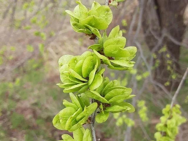 野菜的种类