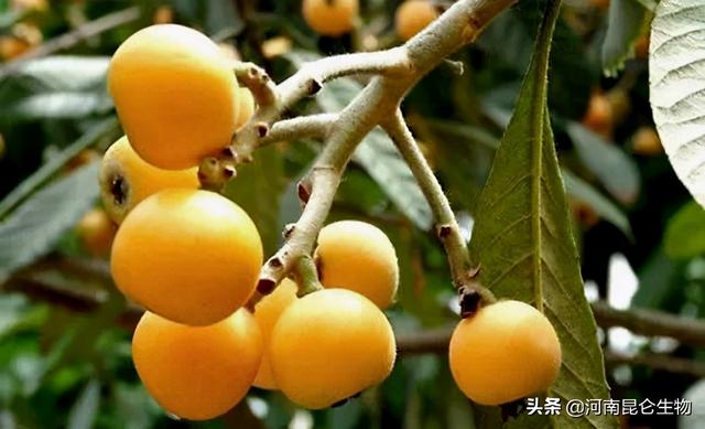 枇杷膨果用什么叶面肥好？保花保果施什么水溶肥好？壮根膨果防晒6