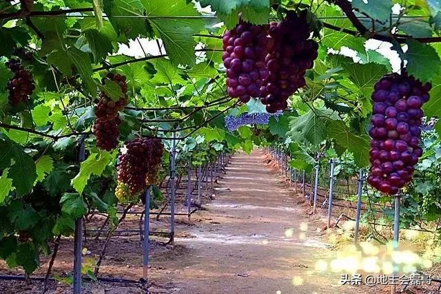 西华县展辉园扩建工程