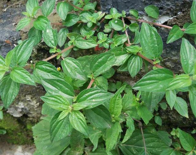 虽然糯米藤现在不受重视了,但是它的营养价值和药用价值是很高的,把它