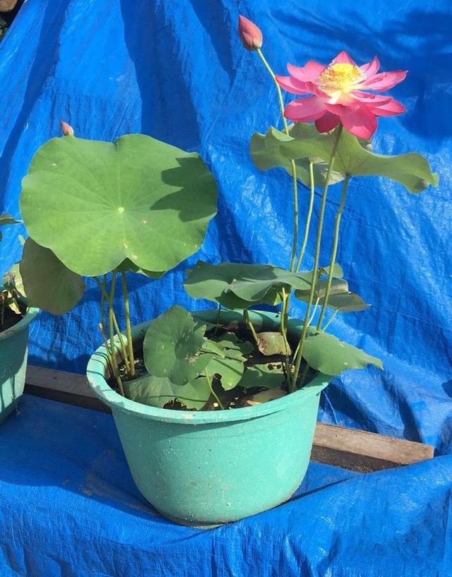 睡莲的种植方法