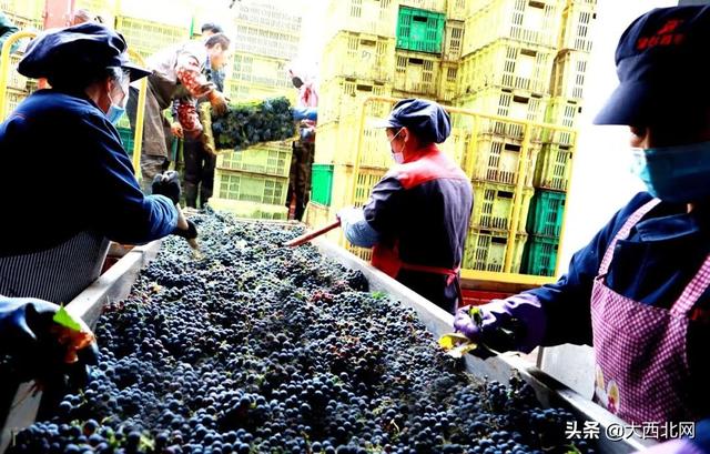 葡萄除梗破碎机厂家哪家不错