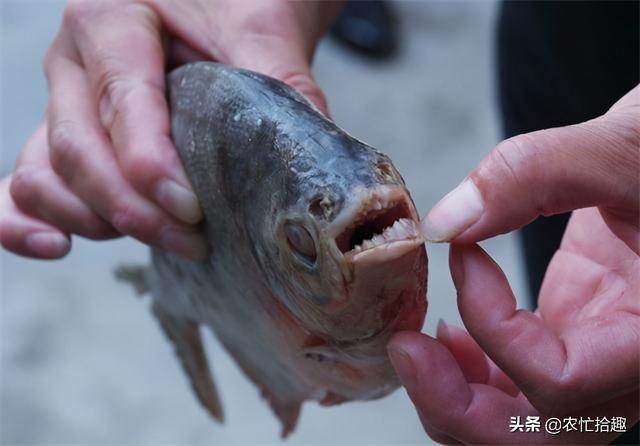 淡水白鲳