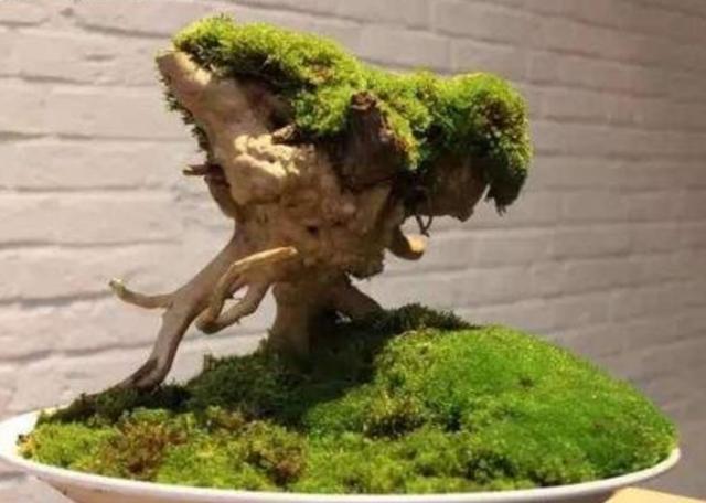 苔藓盆景