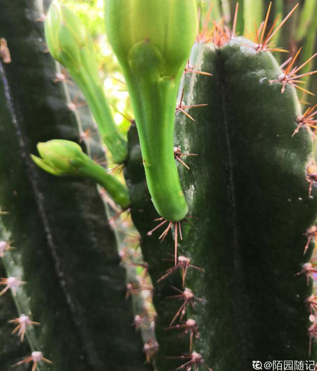 家里的花招了蚧壳虫，橄榄油加洗洁精，给花喷点效果好12