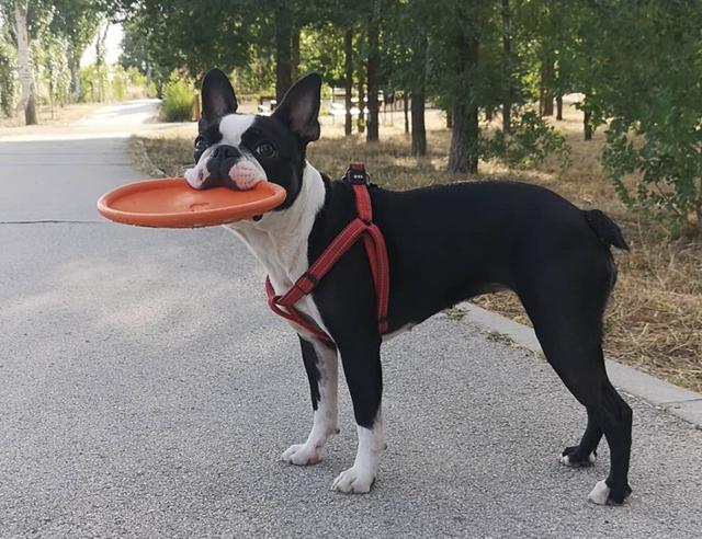 白金汉宫边境牧羊犬