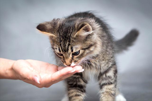 收养流浪猫