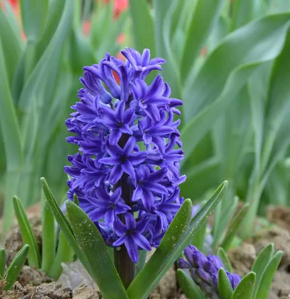 风信子开花花语(风信子开花图片大全)