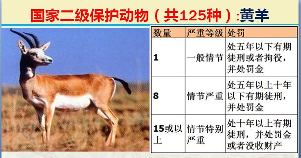 国家二级保护动物