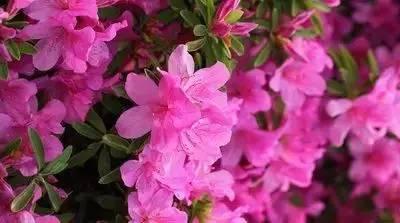 各种花的花语