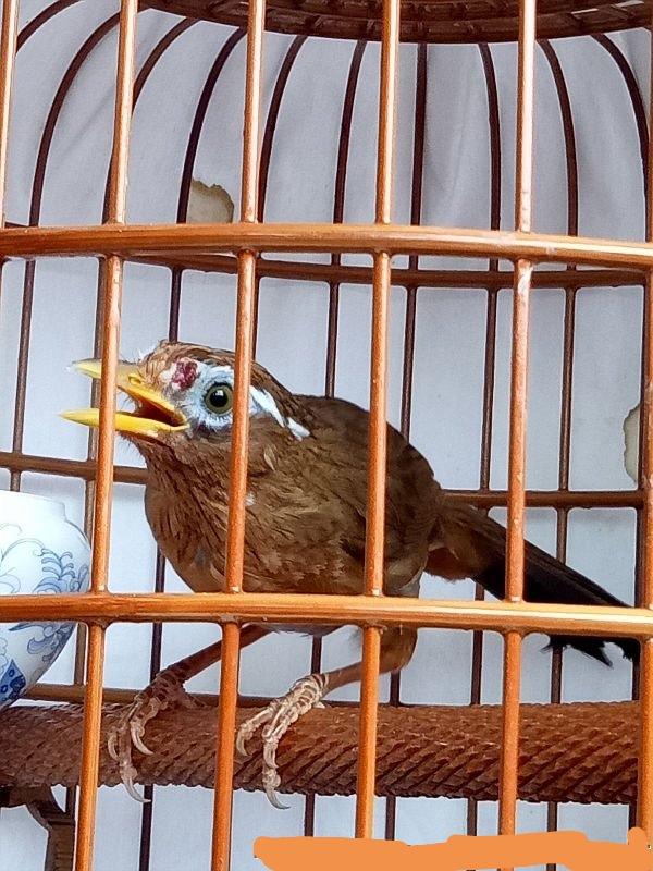画眉养殖视频在线观看 新画眉鸟如何养?老一辈几十年养鸟心得告诉你!