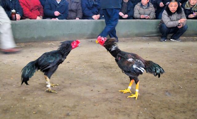 斗鸡皮肤时红时白