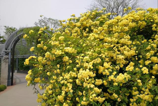 木香花为什么不能种