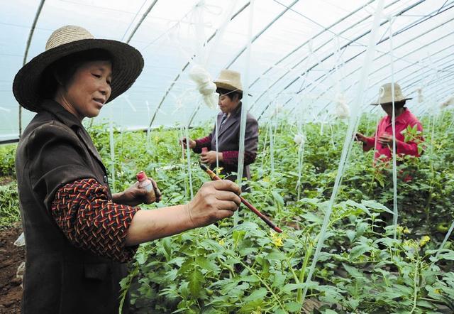 丝瓜如何科学授粉？这样做，保花保果保丰产11