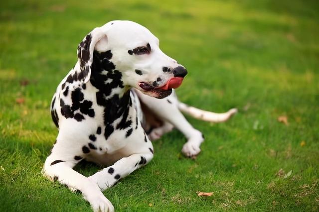 奥达猎犬