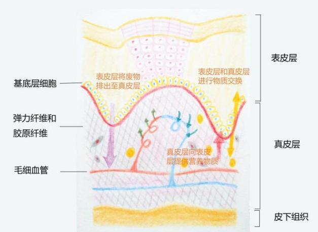 用身体乳擦毛孔会堵塞吗