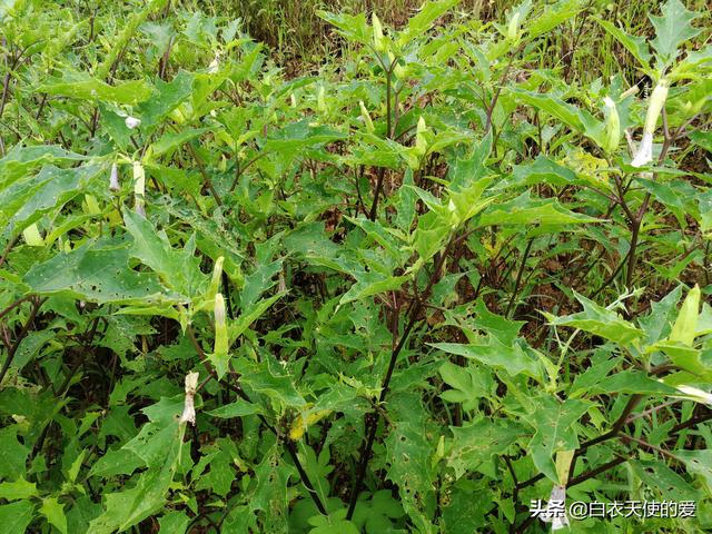 曼陀罗花功效 曼陀罗花功效（曼陀罗花工笔画表现形式） 生活