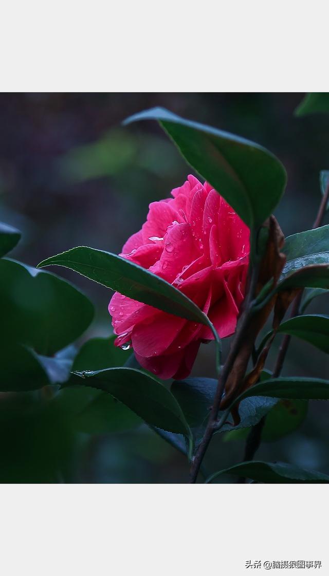 山茶花图片 山茶花图片（山茶花图片大全大图高清） 生活